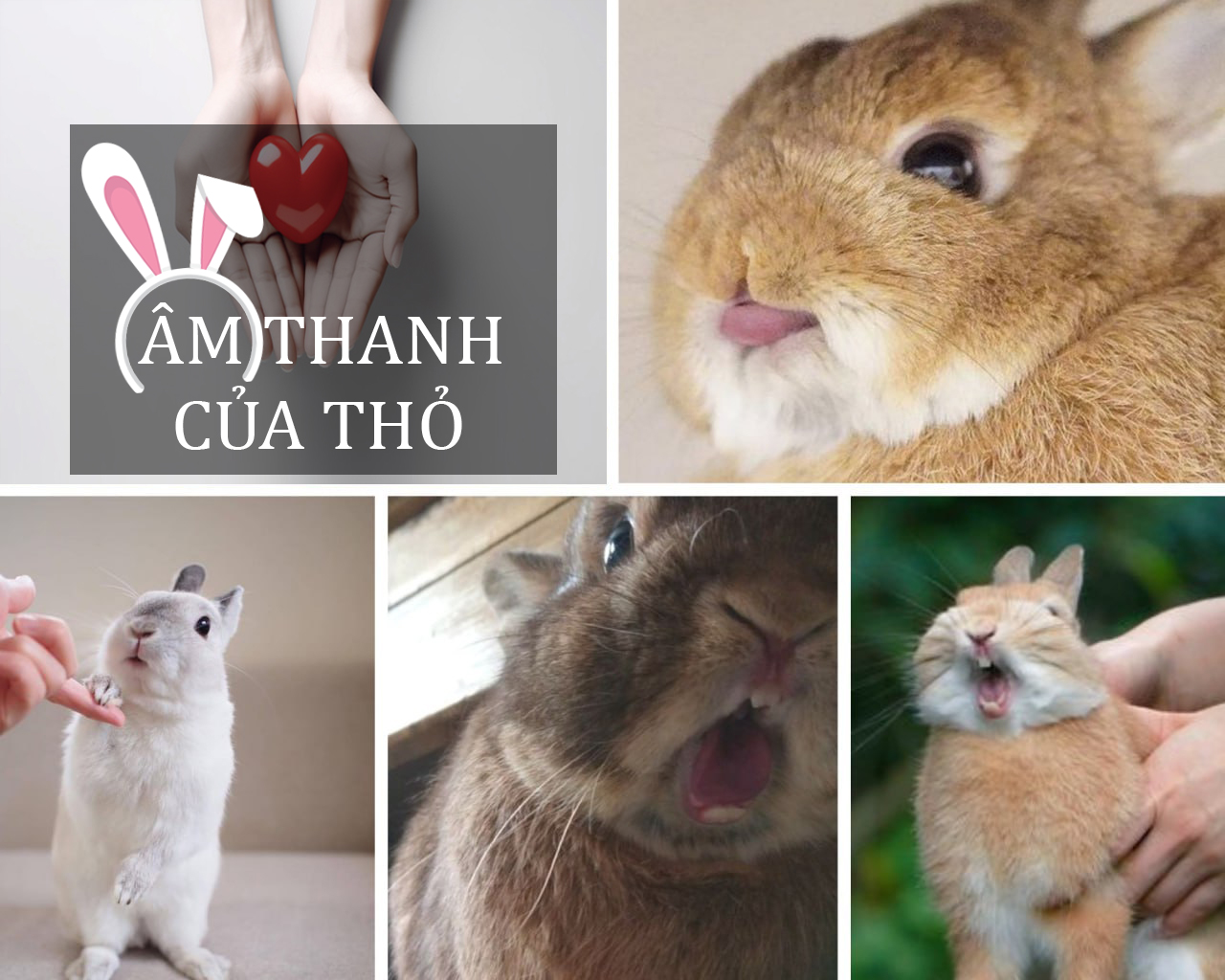 Âm thanh mà thỏ tạo ra và ý nghĩa của chúng